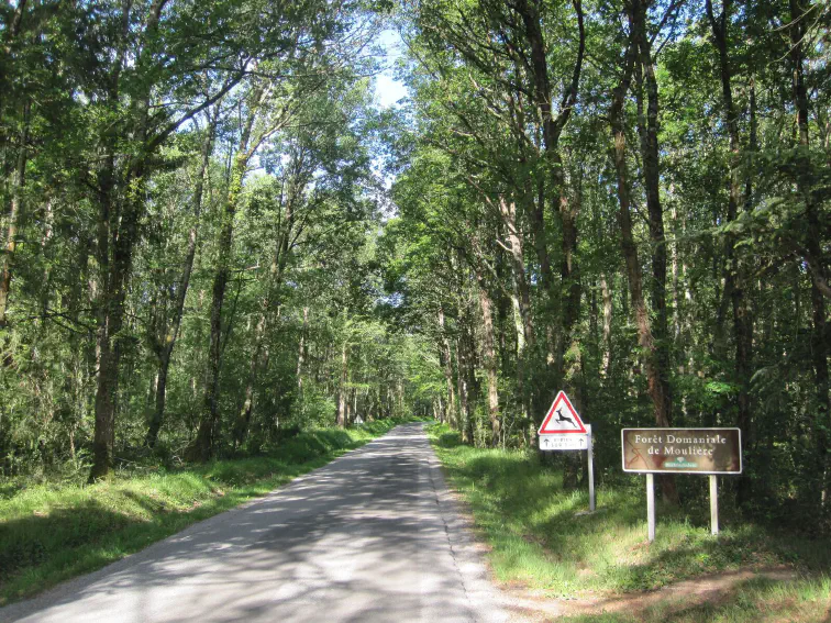 Forêt de Moulière